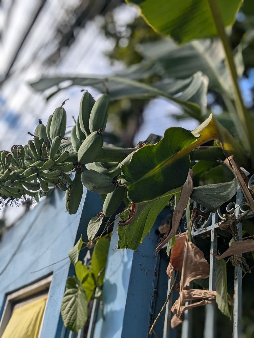 タイのお守りプラクルアン！1/24！九尾の狐！セクシーフィギュア！取説付き！