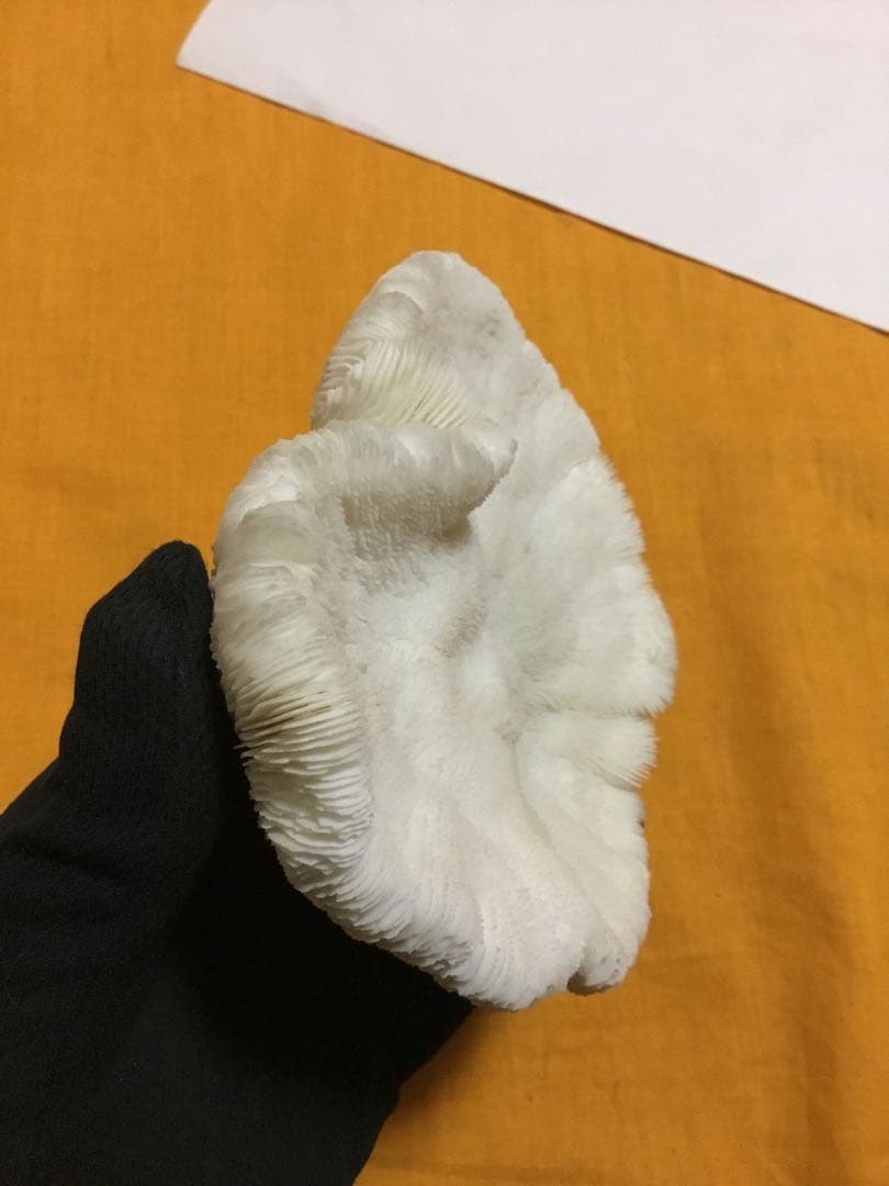 珊瑚の化石でしょうが、❤️なんです。