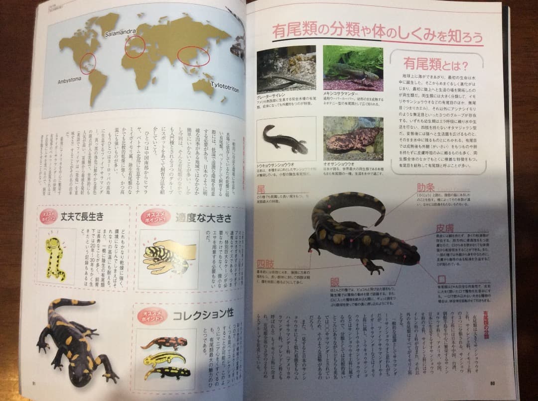 レプタイルズ Fan Vol.1〜5 全5冊 まとめ売り コスミック出版