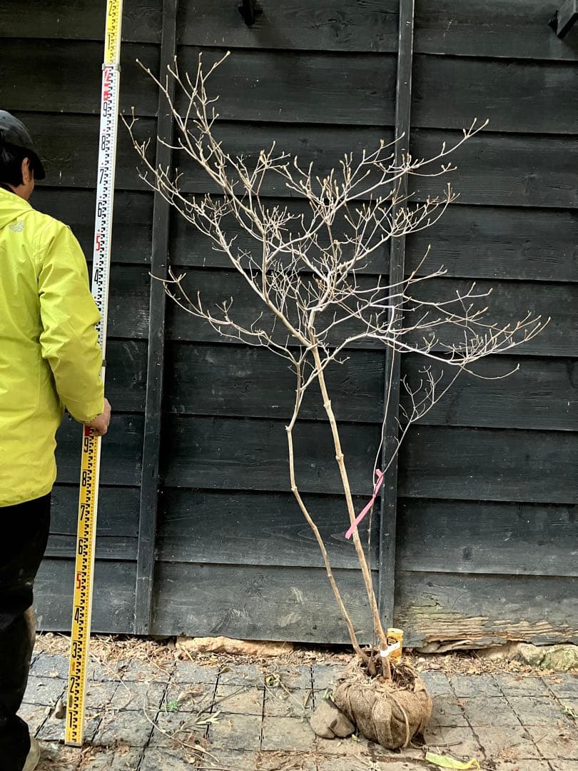 60 山採り　ミツバツツジ　バイカツツジ付き