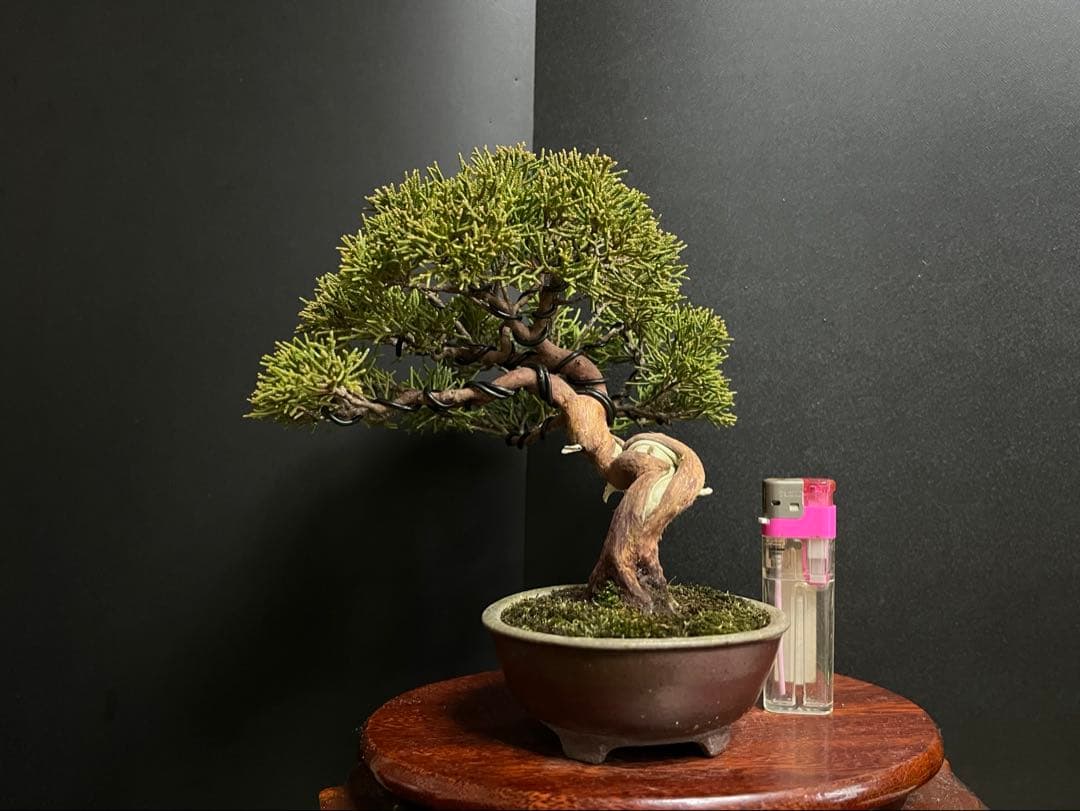 真柏盆栽　糸魚川真柏　古木　捻転幹　小品盆栽　ミニ盆栽　樹高15.5cm