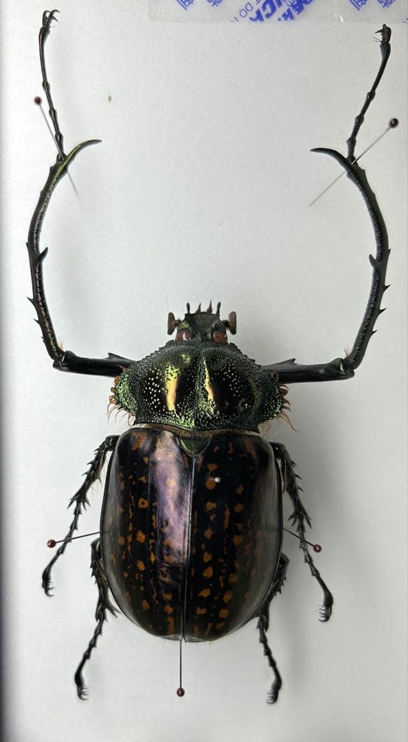 バターレルテナガコガネ　オス　標本