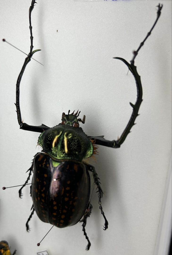 バターレルテナガコガネ　オス　標本