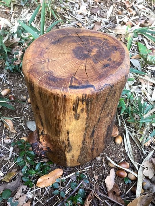 10/24に伐採した楢で作成【薪割り台/椅子/枕】水中乾燥/オイルフィニッシュ済