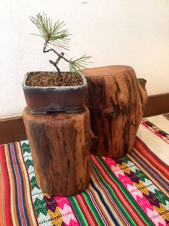 10/24に伐採した楢で作成【薪割り台/椅子/枕】水中乾燥/オイルフィニッシュ済