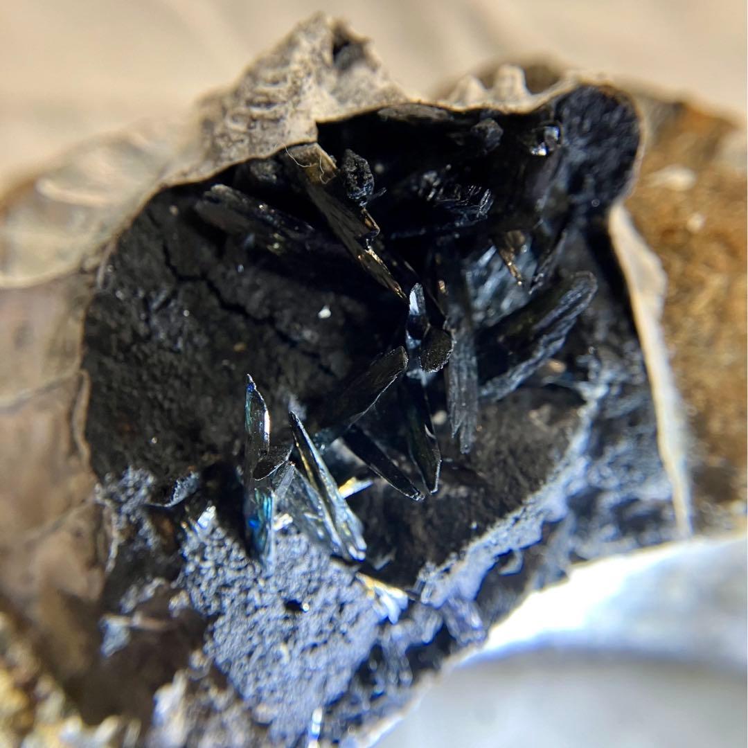 希少 ヴィヴィアナイト シェルフォッシル 藍鉄鉱 貝化石 原石 標本 118g