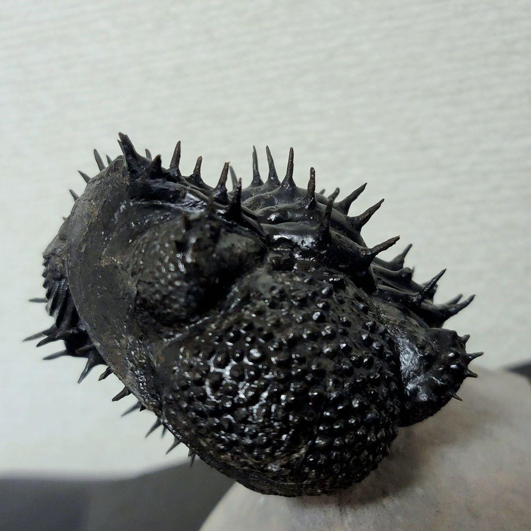 【Drotops armatus】三葉虫 化石標本★trilobite★モロッコ