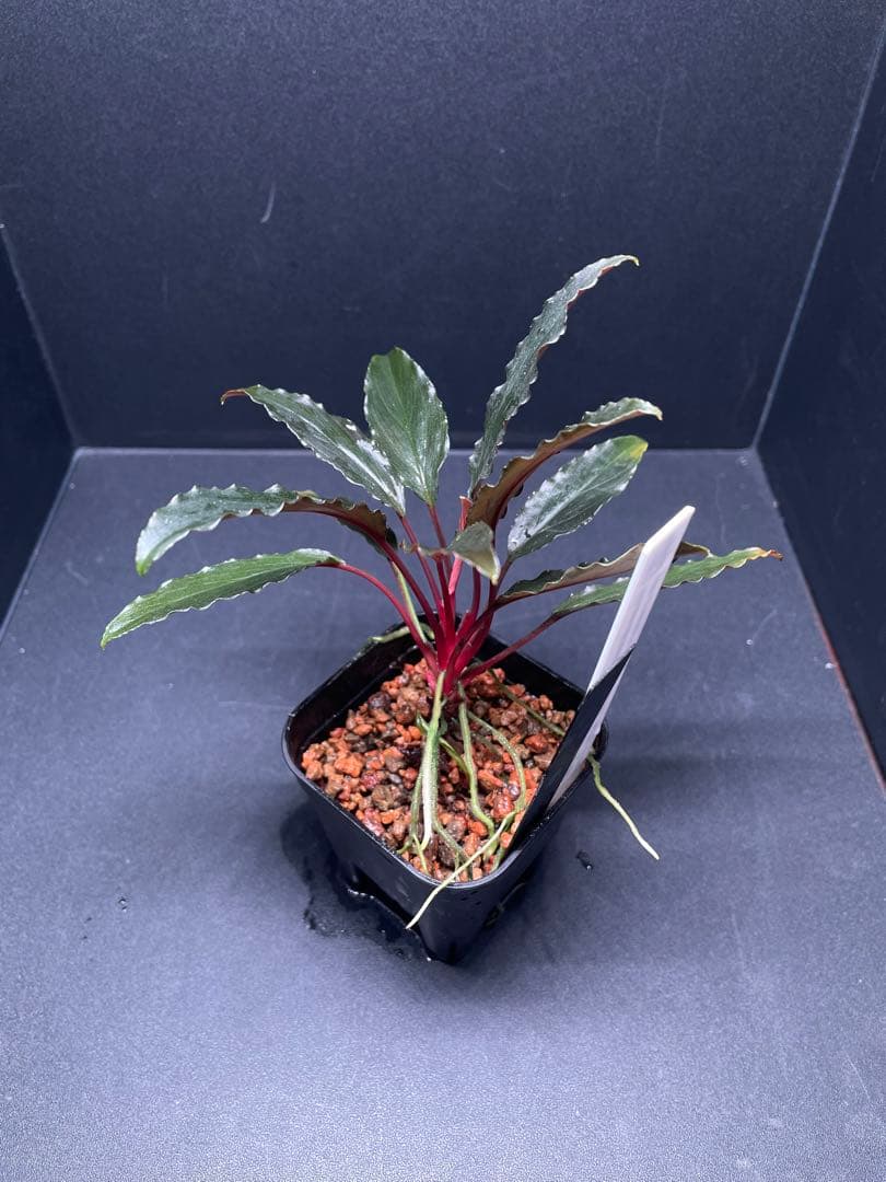 Homalomena aff. vittifolia \"赤備\" ホマロメナ　赤軸