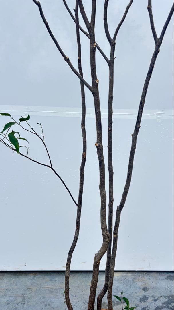 ricca 樹形が魅力的 山採り ハイノキ 株立 717 樹高1.8m位