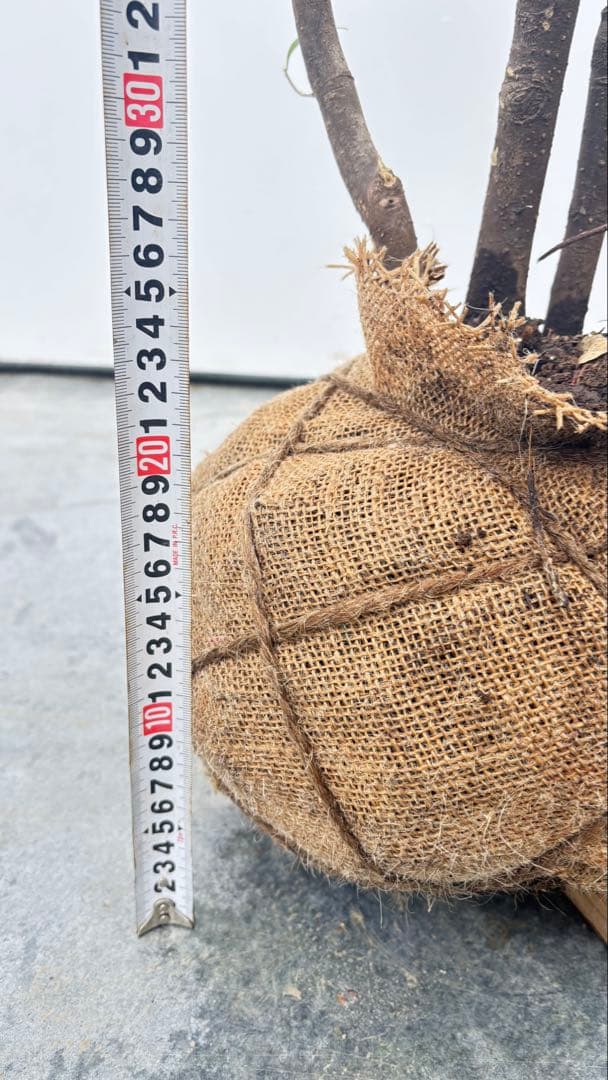 ricca 樹形が魅力的 山採り ハイノキ 株立 717 樹高1.8m位