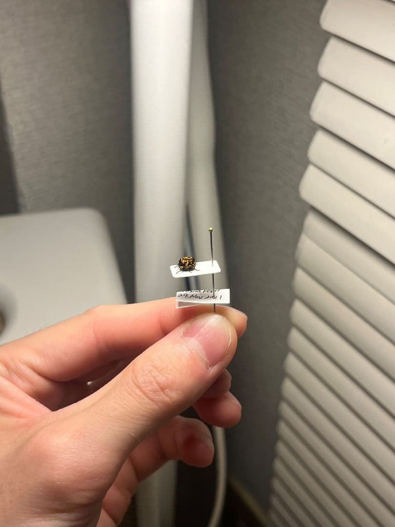 【4mm】コブハムシ 赤銅色 コメツキムシ昆虫標本甲虫タマムシスハンダエコガネム