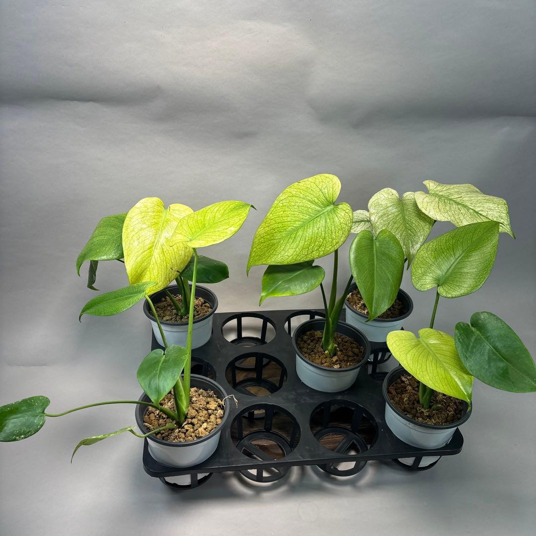 ち*え様 5株セットms49ホワイトモンスター／天津蘭 モンステラ斑入り