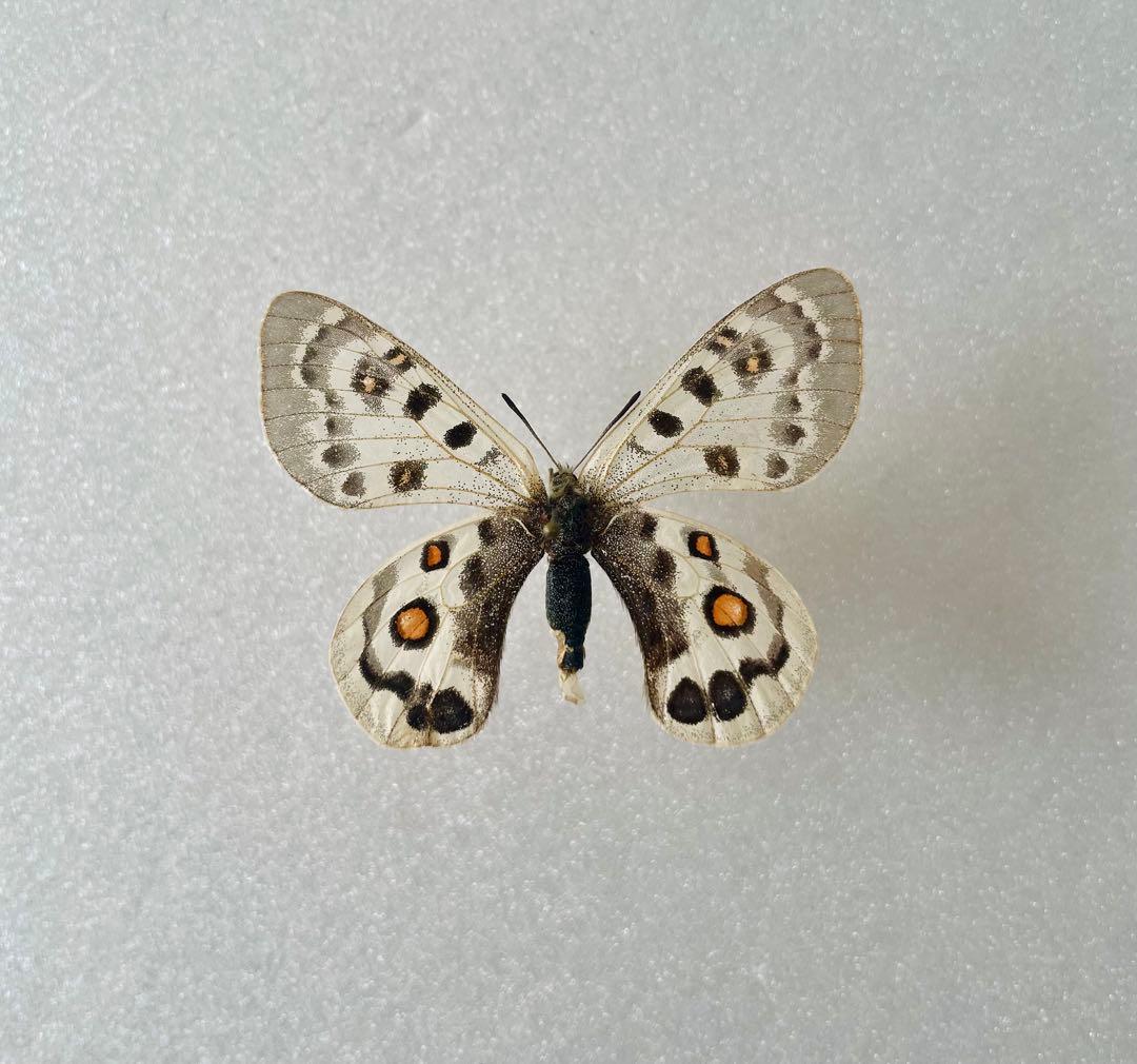 パルナシウス・チェケニー（メス、チベット産）