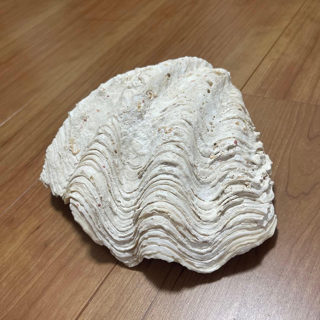 天然貝殻 波状 白  しゃこがい　宮古島　1990年代 大きめ　貝殻　貝　シェル