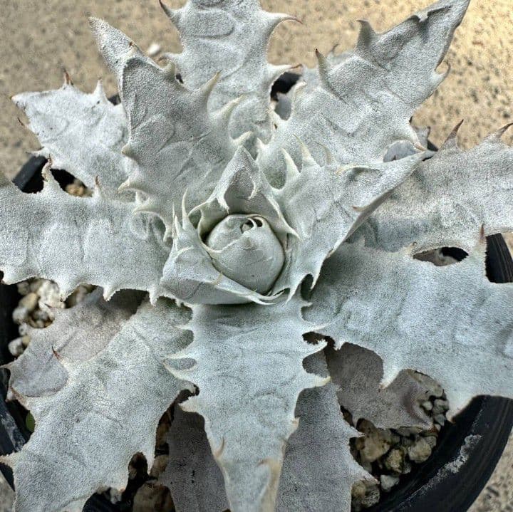 エンコリリウム アガボイデス 種子3粒　encholirium dyckia