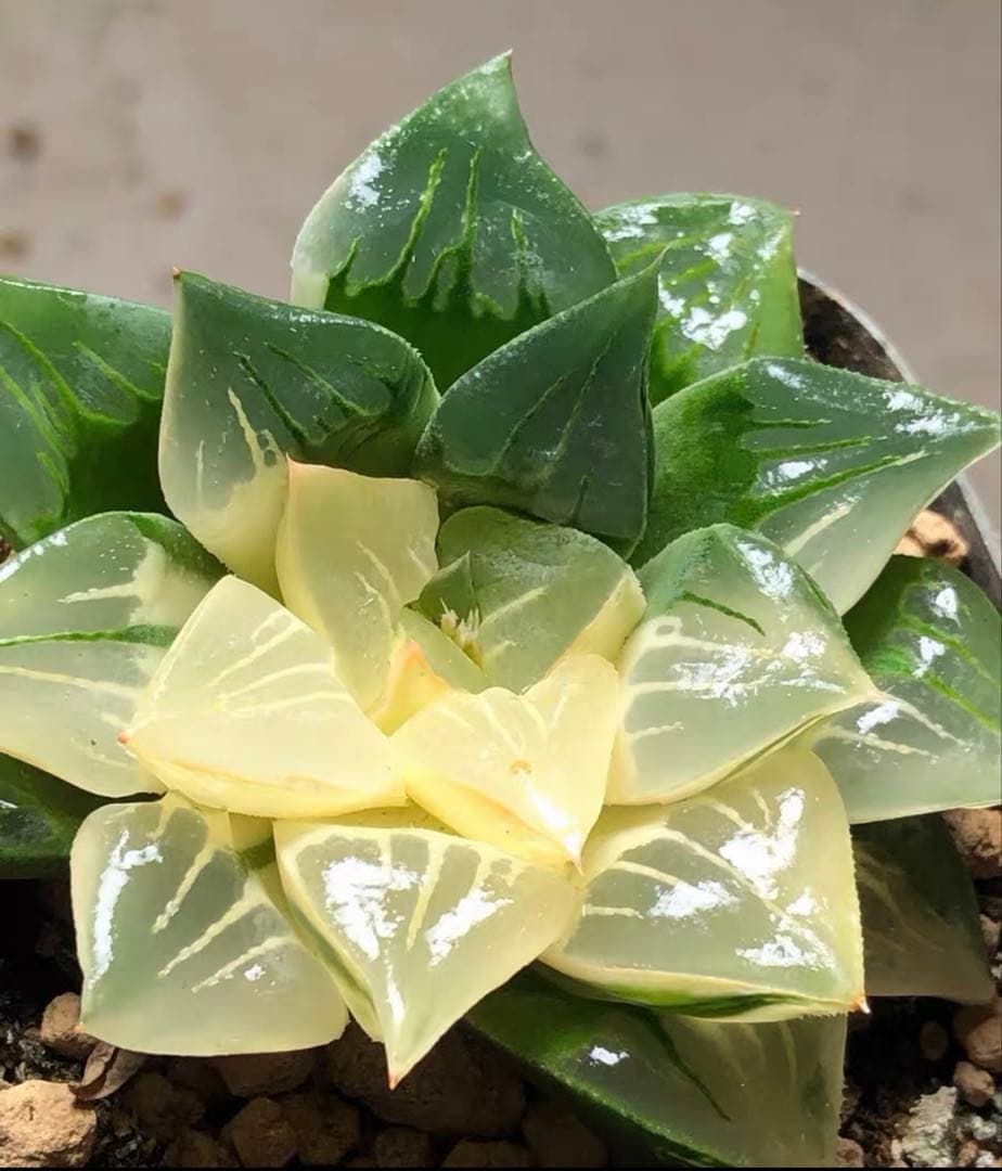 じ*む様 多肉植物　ハオルチア　ムチカ錦　変異系　巨大化