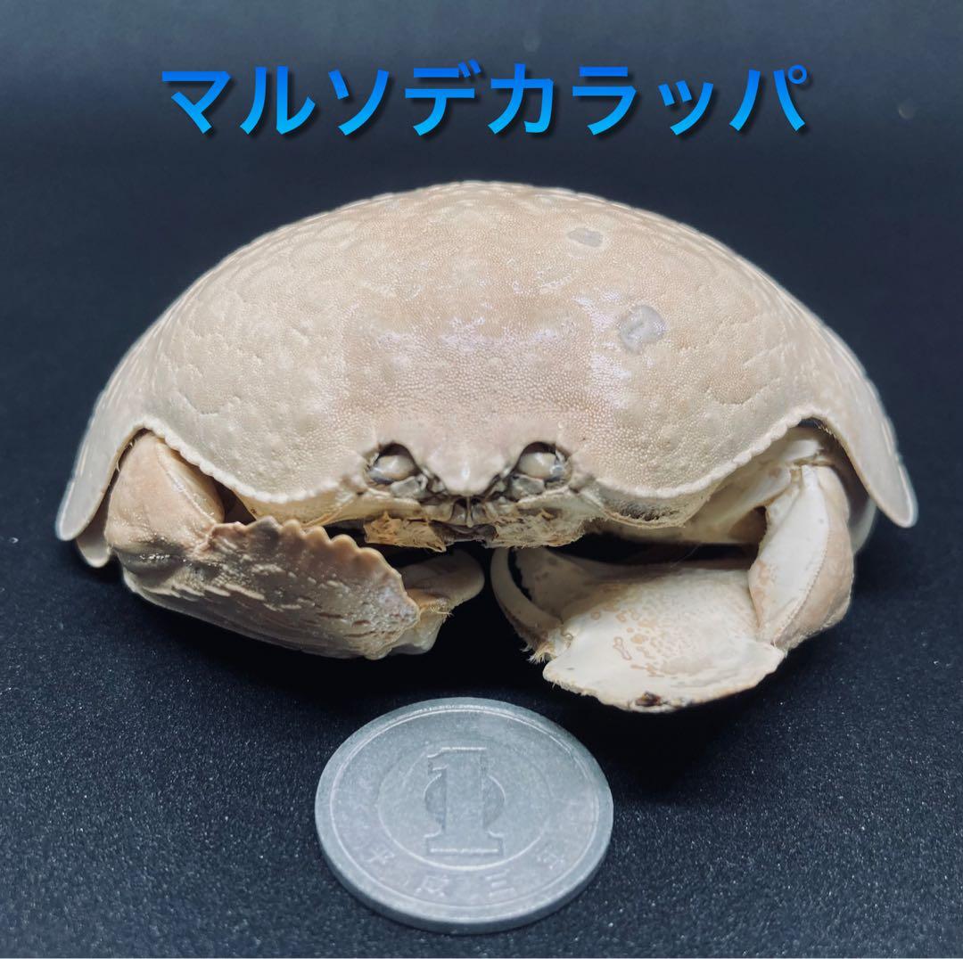 マルソデカラッパ 乾燥標本　カラッパ　カニ 標本