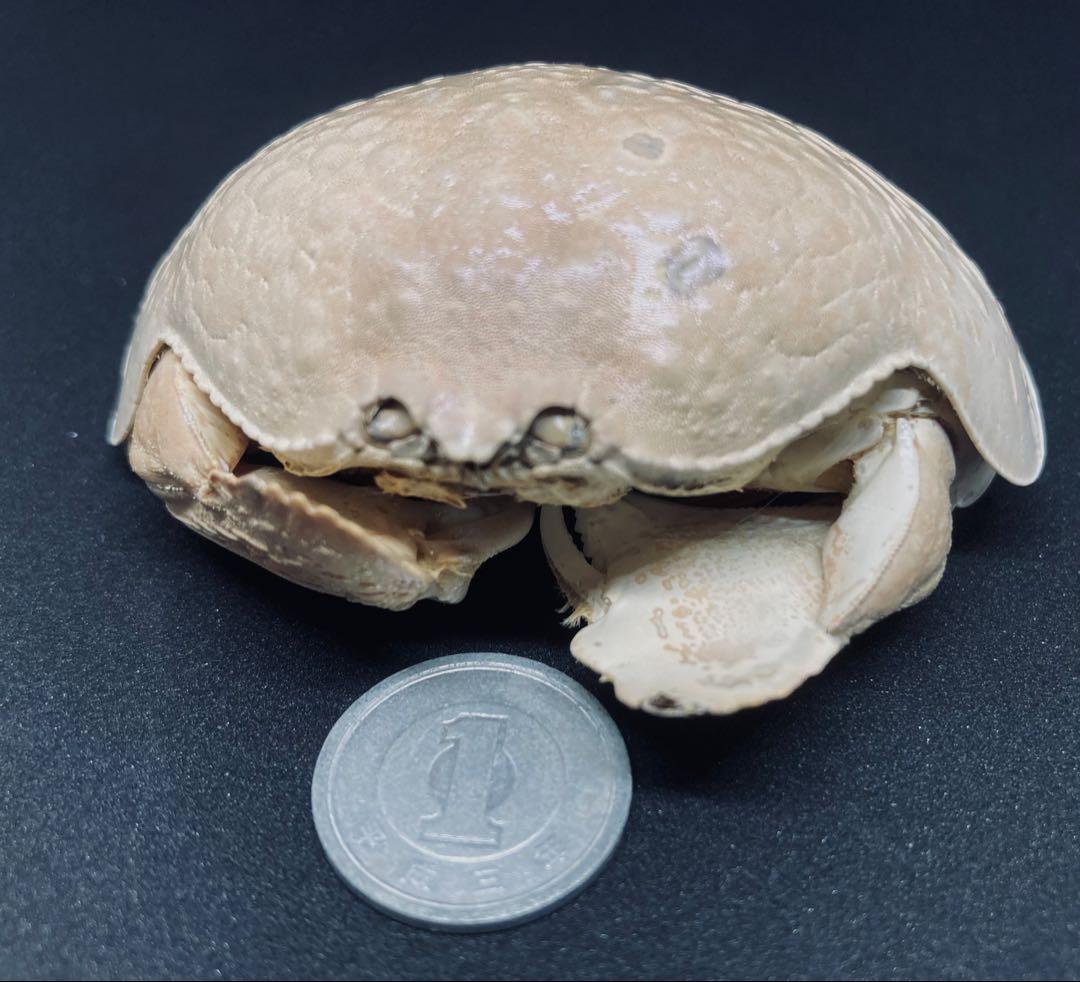 マルソデカラッパ 乾燥標本　カラッパ　カニ 標本