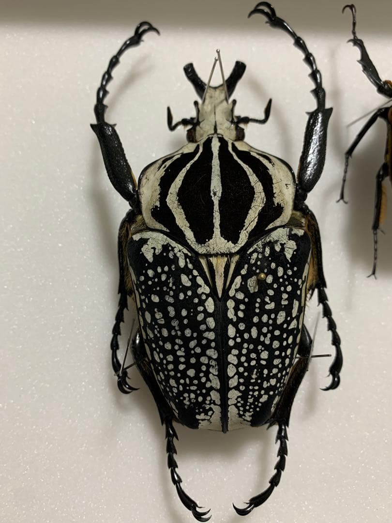 ゴライアスハナムグリ　大型　メレアグリス　黒化型ペア　標本