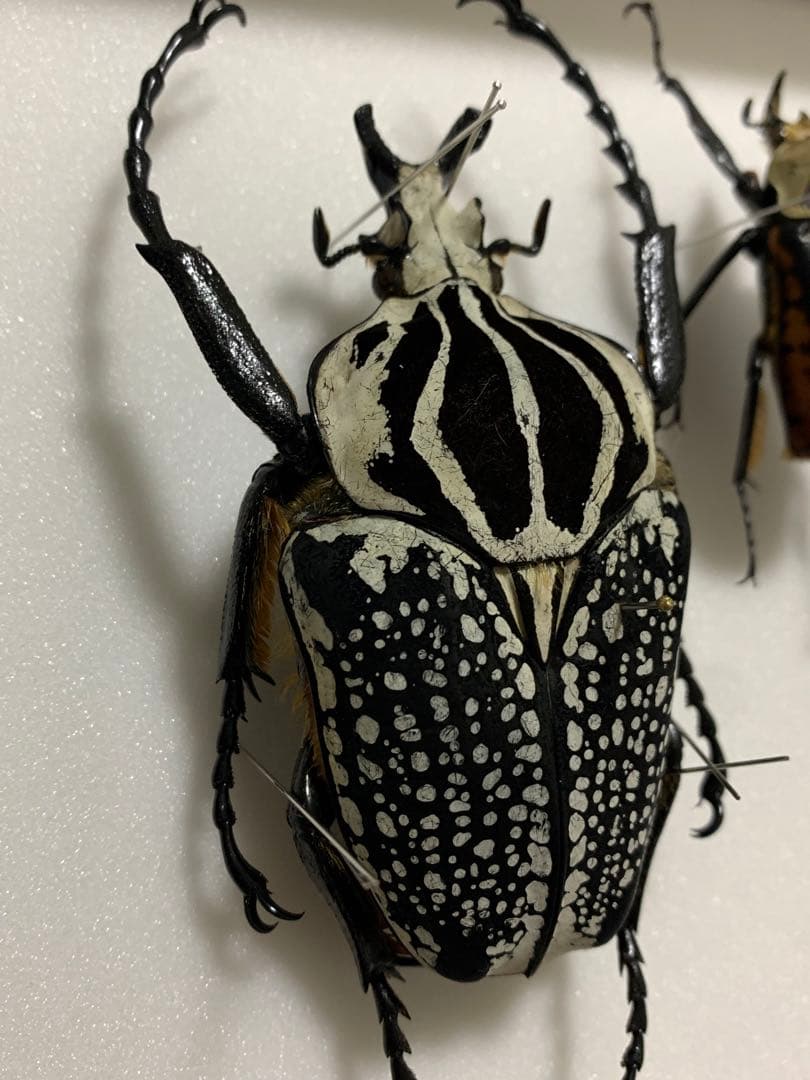 ゴライアスハナムグリ　大型　メレアグリス　黒化型ペア　標本