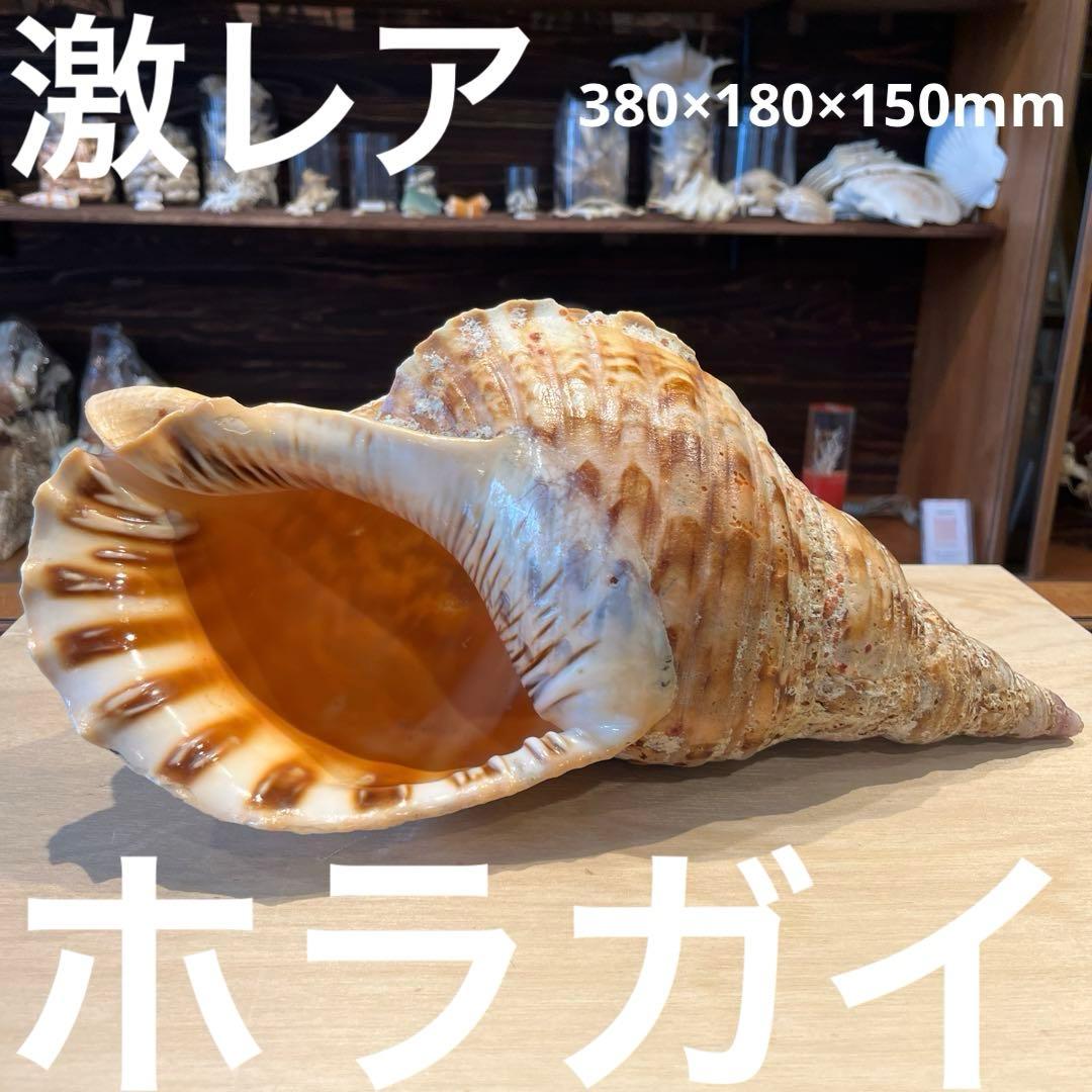 激レア　長崎県産　法螺貝　ホラガイ　1.28kg