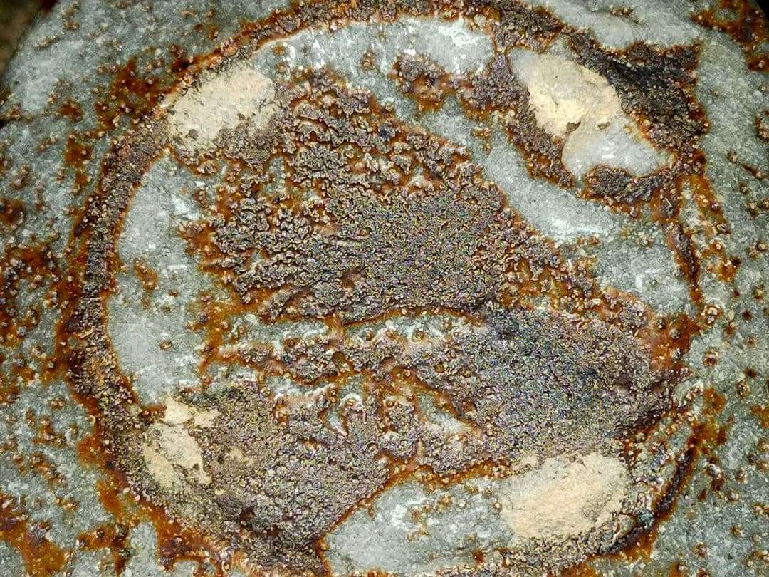 ♥長谷川青峯　火入　鼠志野　共箱付き　志野　湯飲み　湯呑み　骨董　古玩