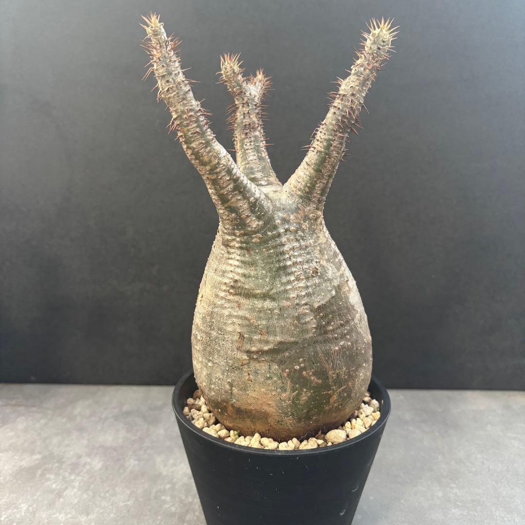 発根済 パキポディウム グラキリス 現地球 良型 塊根植物 コーデックス　NO4