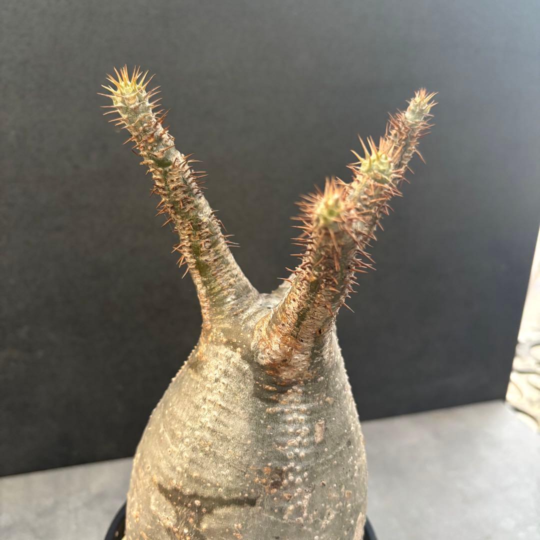 発根済 パキポディウム グラキリス 現地球 良型 塊根植物 コーデックス　NO4