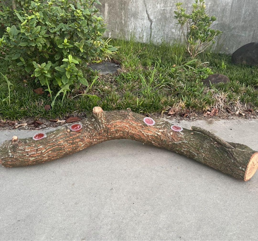 超巨大クヌギ登り木90センチ級　エサ皿　カブトムシ　クワガタ