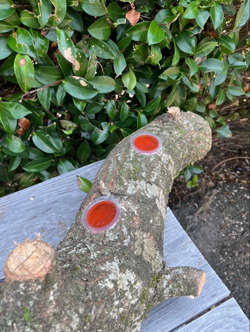 超巨大クヌギ登り木90センチ級　エサ皿　カブトムシ　クワガタ