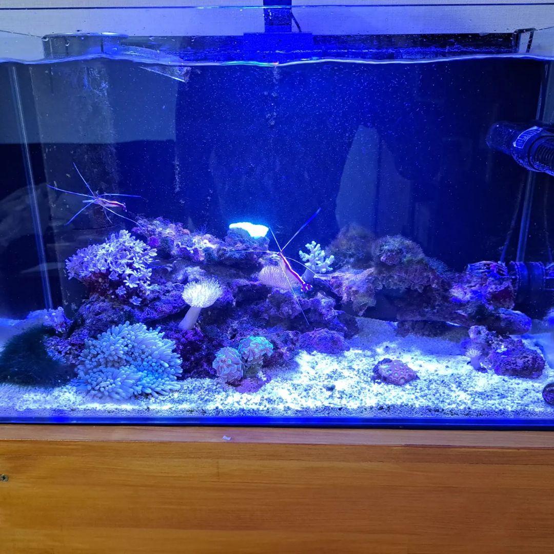 オーバーフロー水槽 透明ガラス LED照明付き 説明文要参照