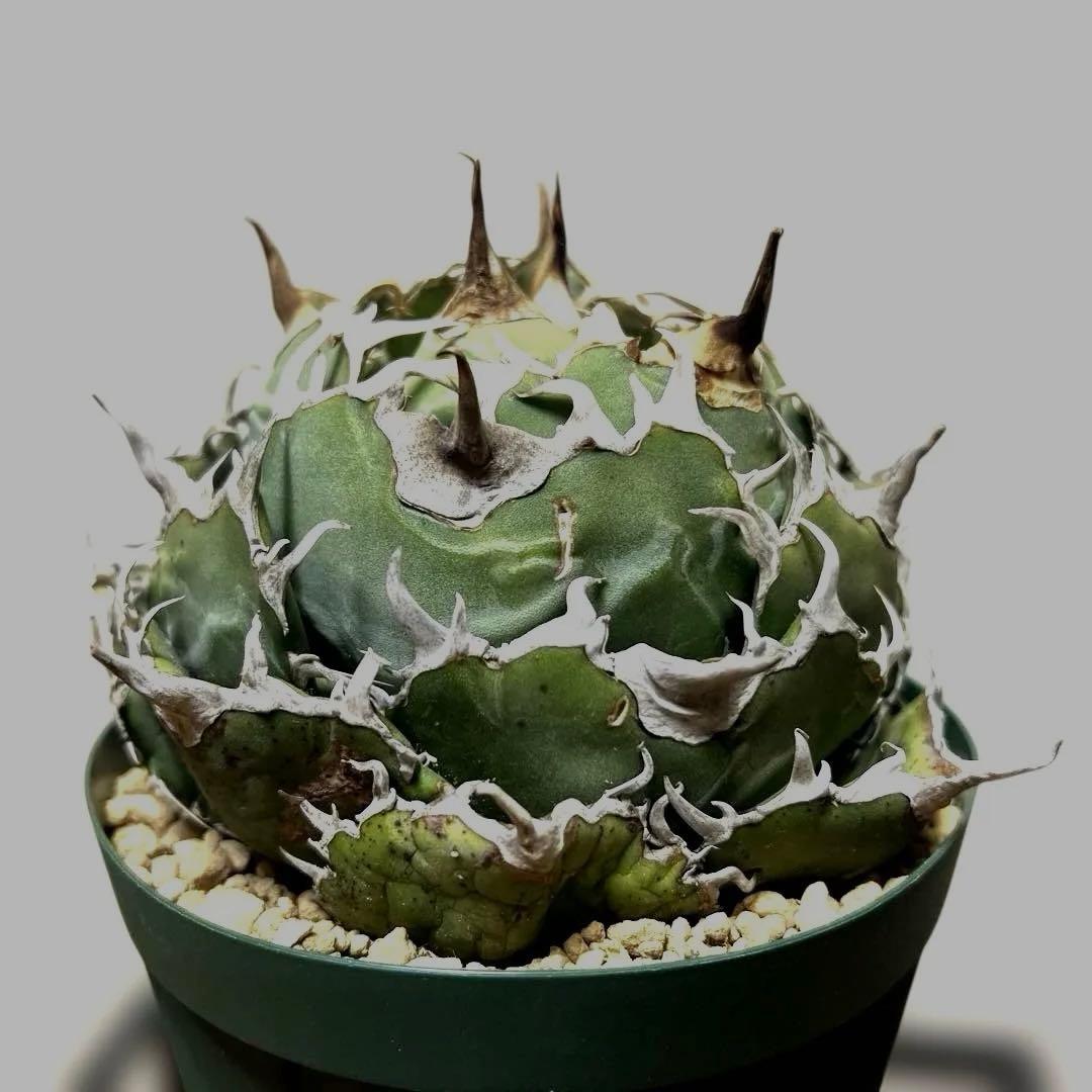 アガベ 鉢植発送 精品 白鯨 ボール型 極上血統 超良型 大株 コンテスト候補株