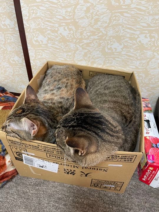 我が家のにゃんこ(*^^*)