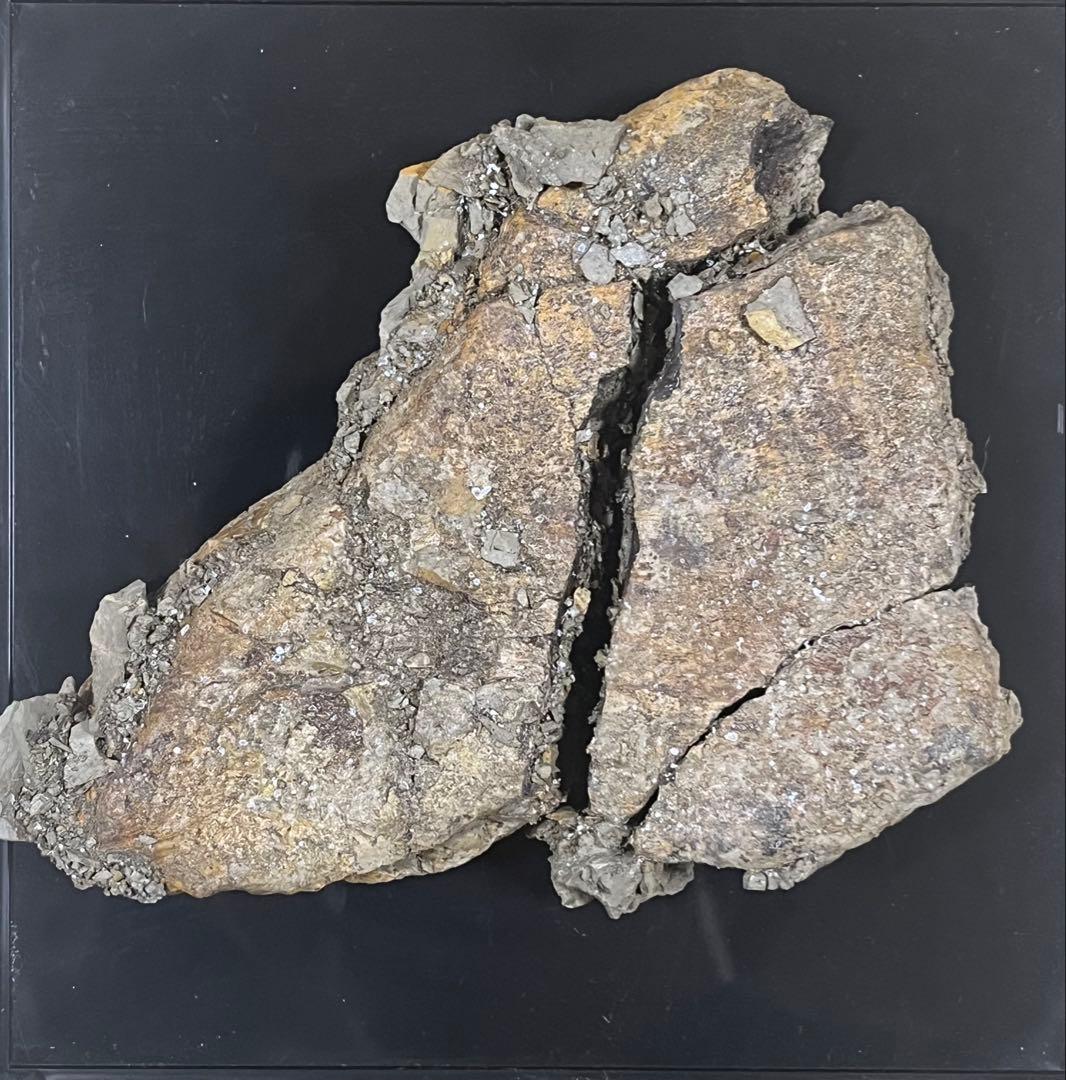 トリケラトプス　フリル　実物化石