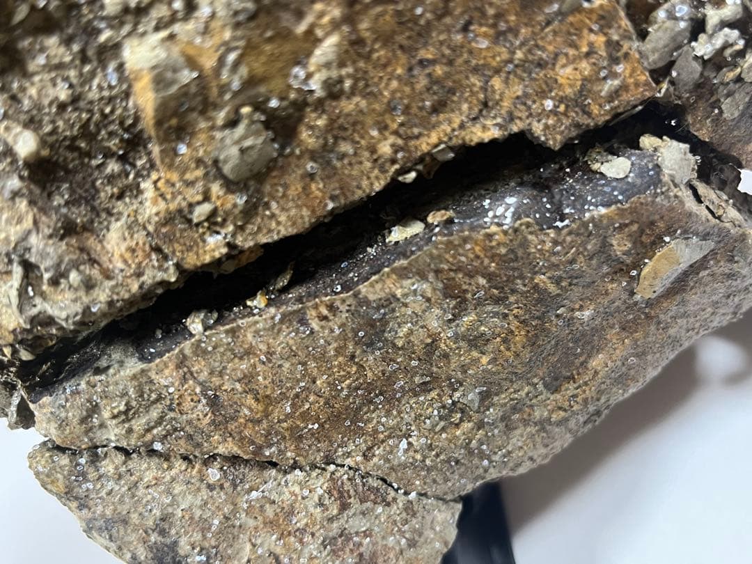 トリケラトプス　フリル　実物化石