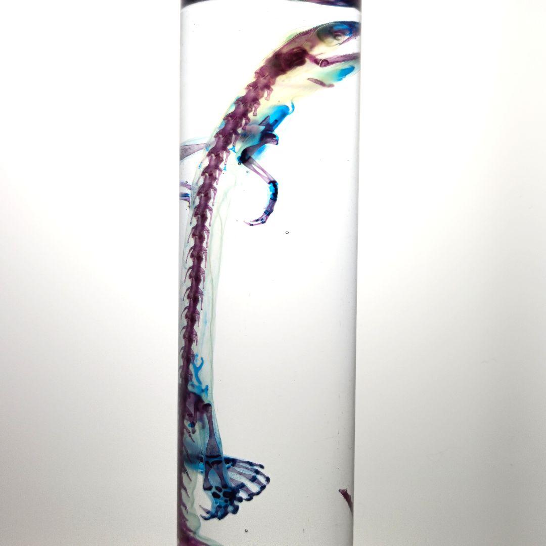 極希少【1点物】 透明骨格標本 ハコネサンショウウオ 成体 約15cm 尻尾断裂