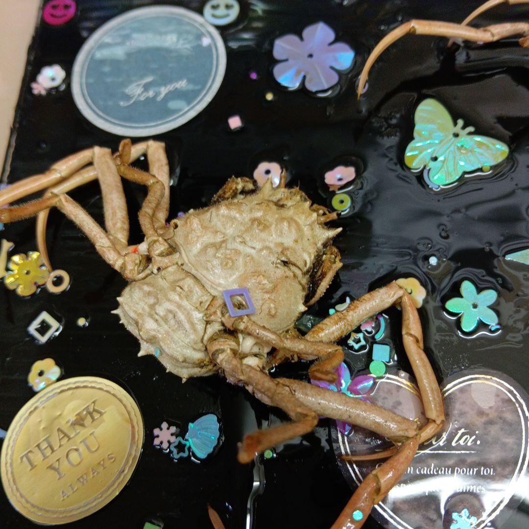 平家武者怨霊稀少レア瀬戸内海源平合戦古戦場人面蟹個体リアル立体鬼面蟹コレクション