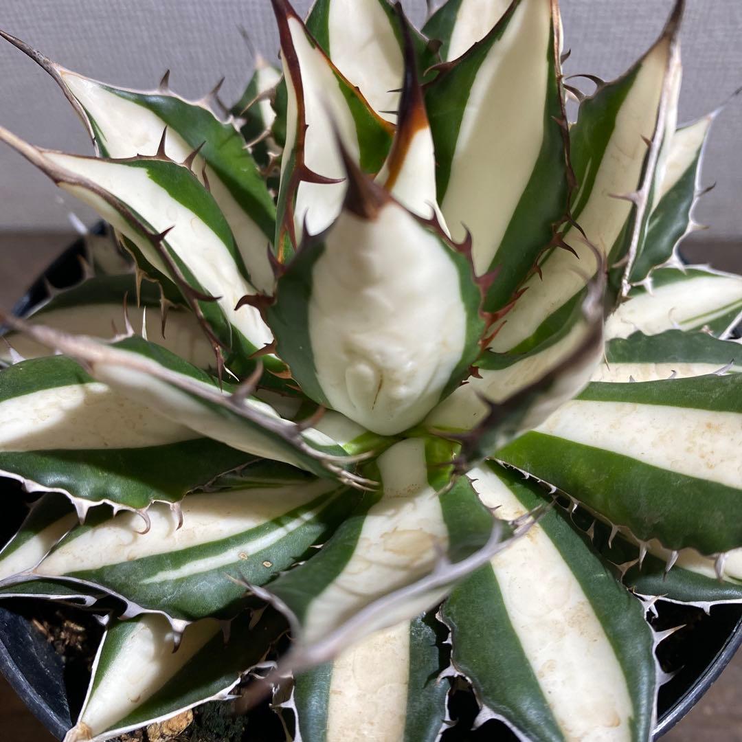 アガベ　ホリダ　白中斑　極上限定2