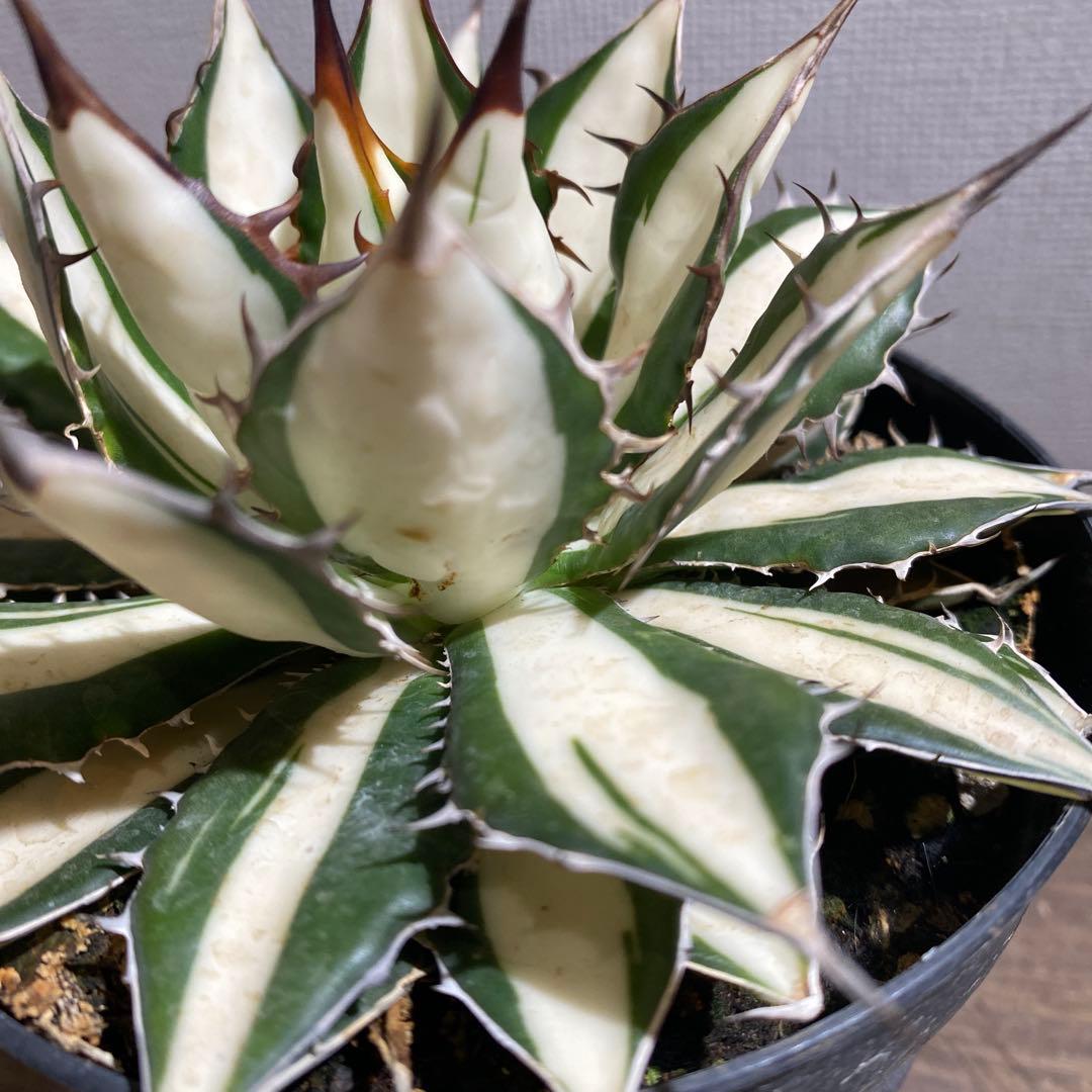 アガベ　ホリダ　白中斑　極上限定2