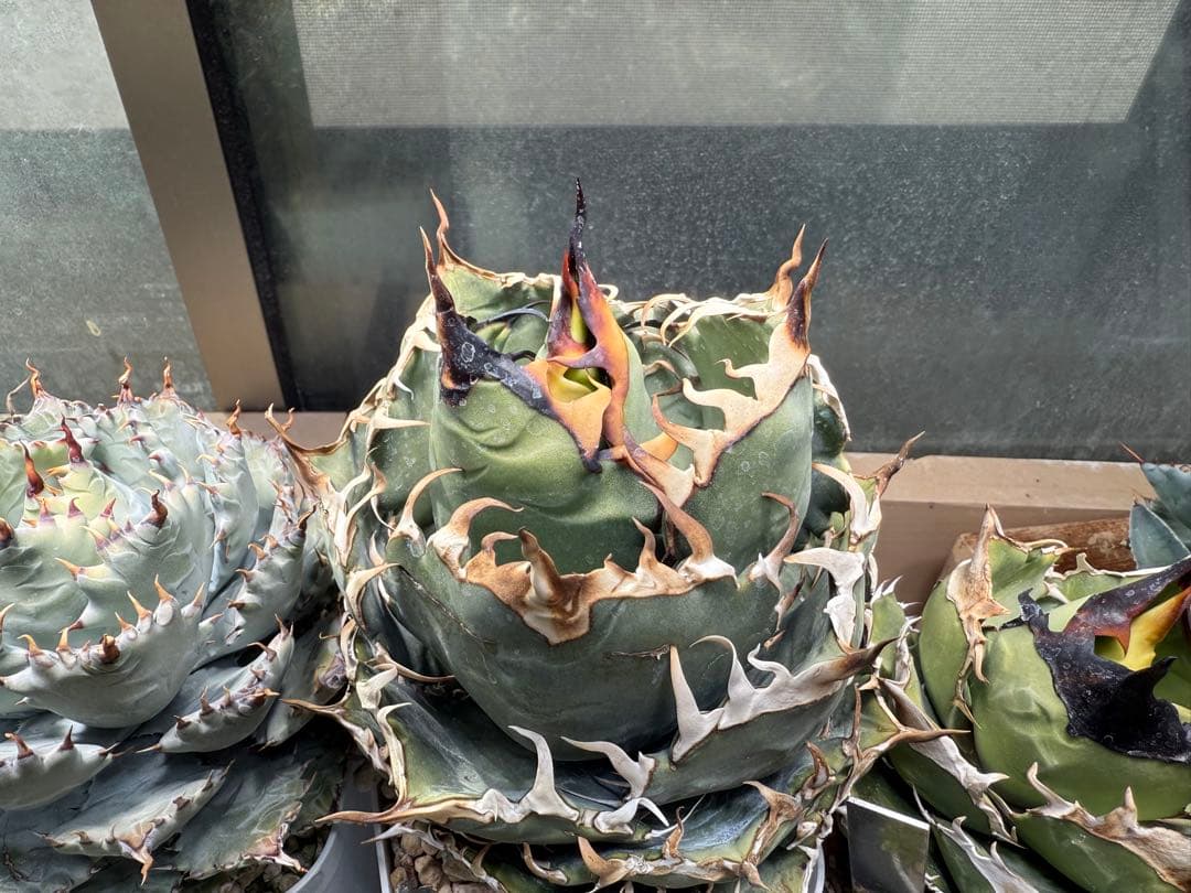 Collection オテロイ / 購入時名称スーパーチタノタ 悪魔くん