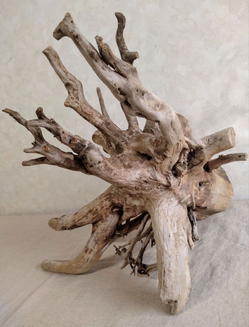 【希少】アクアリウム・パルダリウム向け 特大塊根ホーンウッド流木（約50cm）