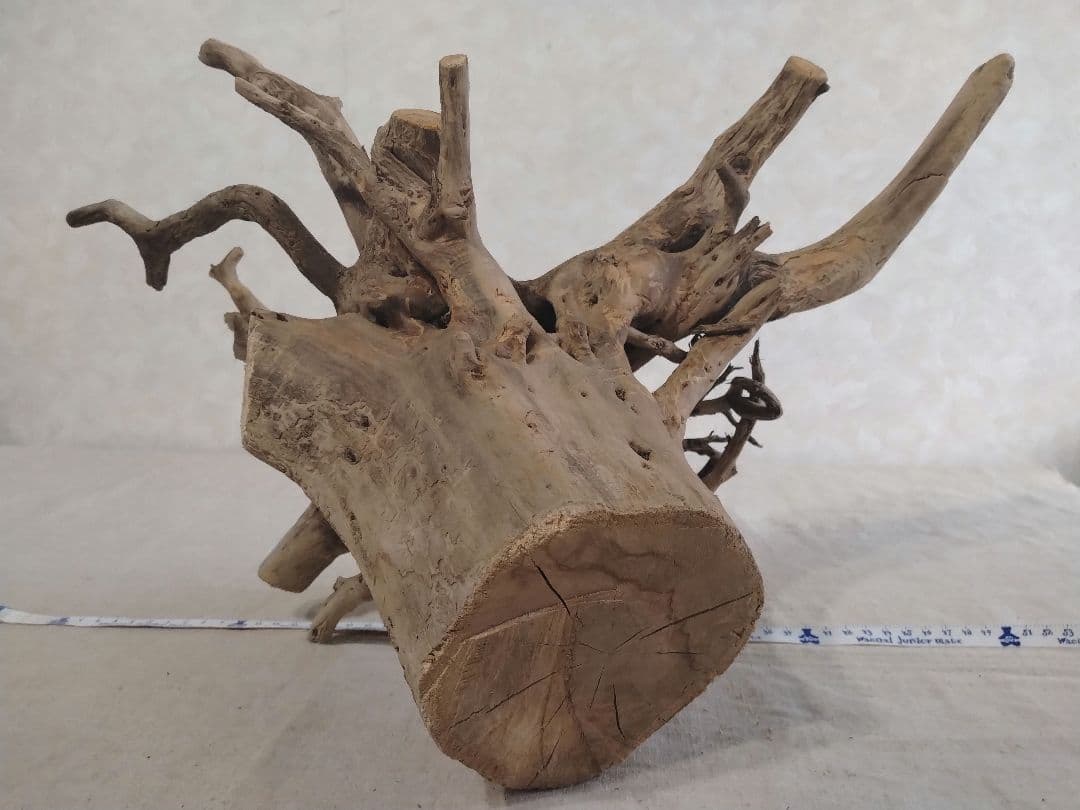 【希少】アクアリウム・パルダリウム向け 特大塊根ホーンウッド流木（約50cm）