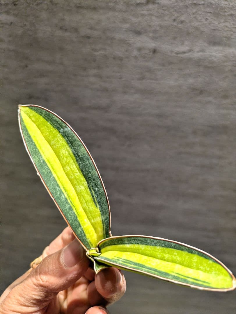 祥*作様 ブルーバット　超斑入り　サンスベリア　ロリダ　多肉植物　コーデックス