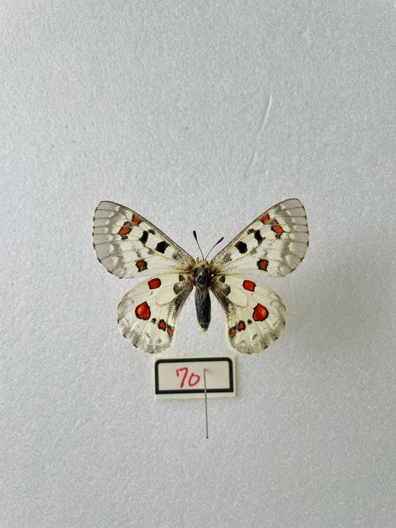 パルナシウス・ホエブス（1メス、カナダ・ユーコン）