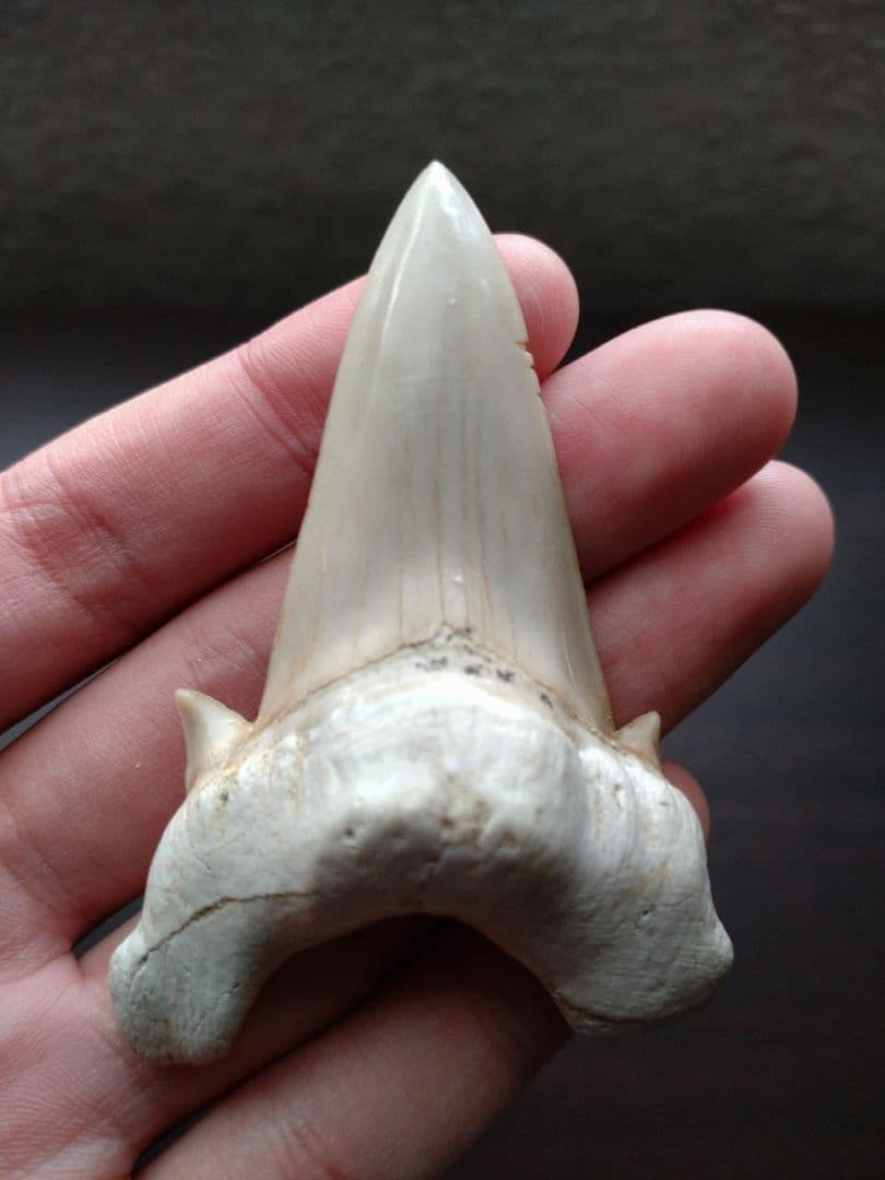 最終値下げ　サメの歯 化石 標本