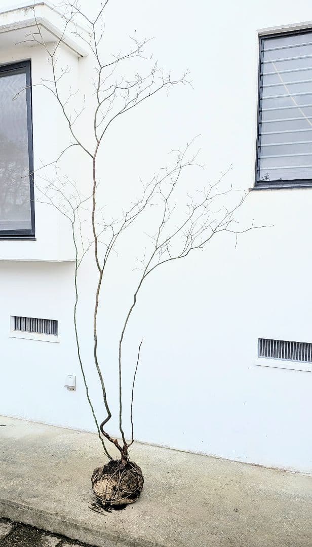 HIME_01_17さま。。山採りコハウチワカエデ。