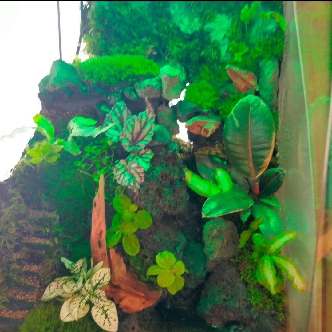 滝の流れる化石と苔のテラリウム、究極の飼育箱（化石、ライト、ミスト、階段付き）