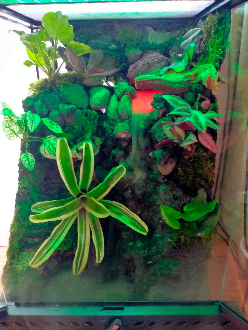 滝の流れる化石と苔のテラリウム、究極の飼育箱（化石、ライト、ミスト、階段付き）