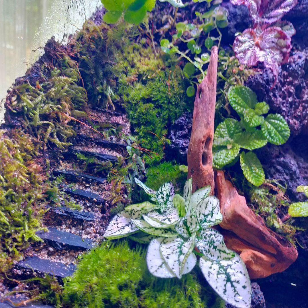 滝の流れる化石と苔のテラリウム、究極の飼育箱（化石、ライト、ミスト、階段付き）
