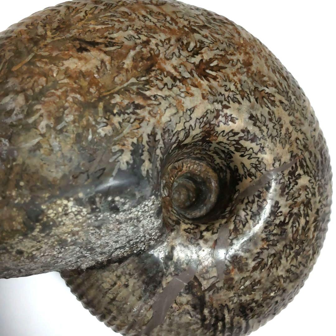 大型アンモナイト化石　シダ模様美品　約14cmの大型